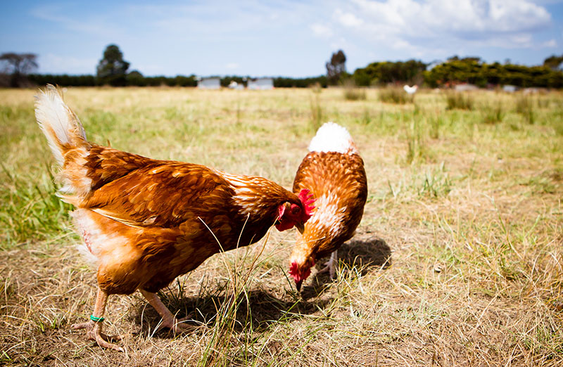 Urlaub auf dem Bauernhof